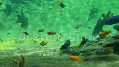大型热带鱼在水族馆游泳。 美丽的热带鱼